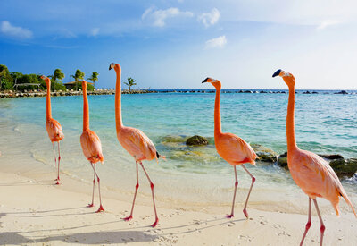 Group of flamingos walking along a tropical beach shoreline with turquoise water and palm trees in the background.