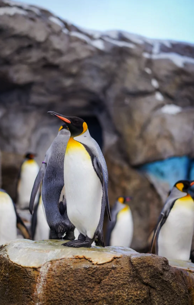A colony of penguins stands against a backdrop of icy landscapes, highlighting the unique wildlife of this remote continent.