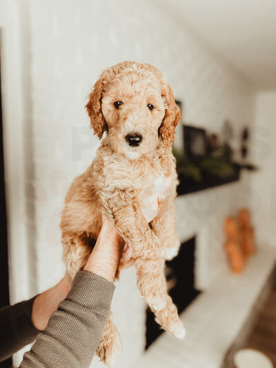 Red Apricot Moyen Poodle-3 (1)
