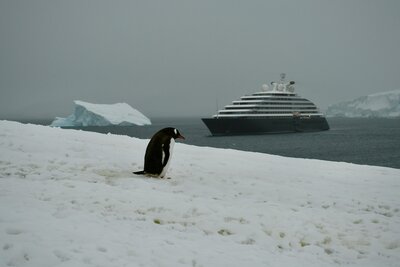 Luxury expedition cruise ship anchored off Antarctica with a penguin in the foreground

