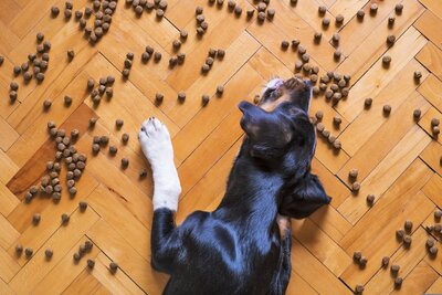 dog-food-5175619