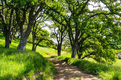 Guadalupe Oak Grove Park walking trail
