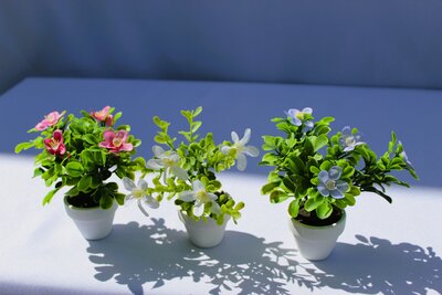 Flowering plant MICRO PREMADE (3)