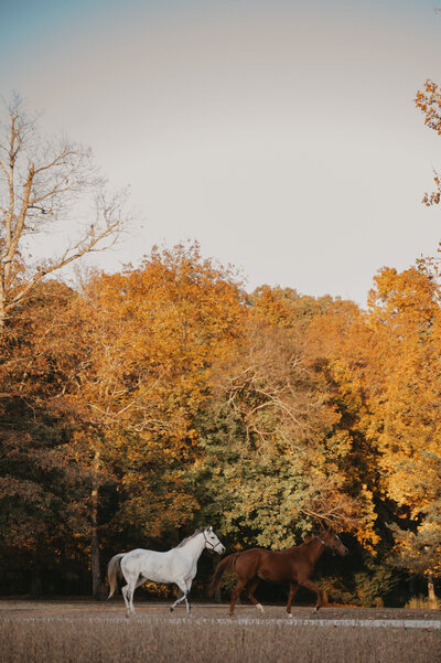 Washington DC Wedding Photographer Historic Whitewood Powhatan Virginia KCP 2023-117