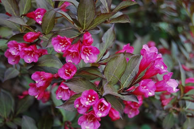 weigela_florida_nana_purpurea