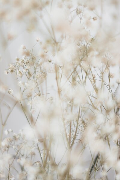 Soft babies breath flowers with a blur effect