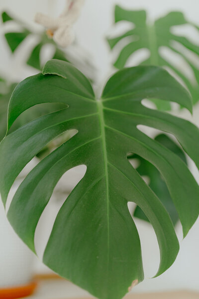 Close-up of a large green monstera leaf with natural light highlighting its texture and shape - Life Coach - Susie Schumacher