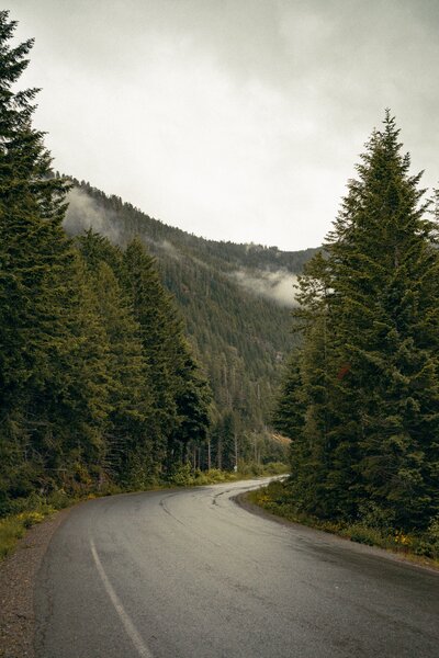 Forest lined roadway on a cloudy day