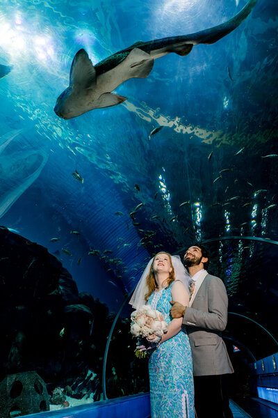 Bride and groom in the tunnel at the Georgia Aquarium