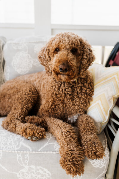 dog sitting on couch