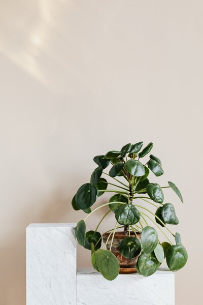 pilea plant in a clay pot