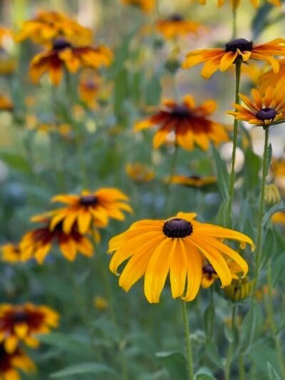 A vibrant Black-Eyed Susan flower in full bloom, representing seasonal garden planning and expert plant care services.