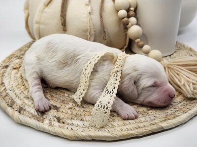 a8f8bce8-a723-4086-8d4e-db458e8d0815 (1)