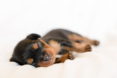 Puppies1-06