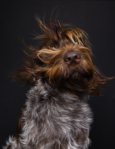 Dog sparkle hair studio dog portrait mini session in Hood River, OR