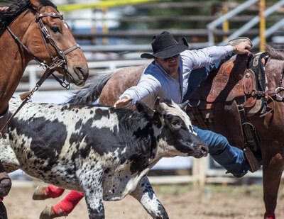 Performance horses from Royalty Vet. Photo of a steer wrestler and his horse.