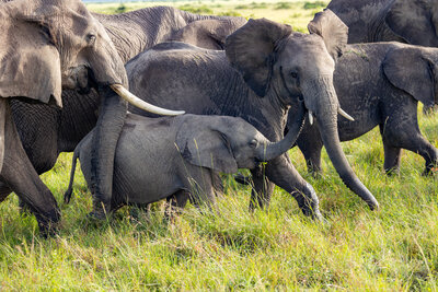 Group of elephants