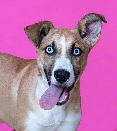 THIS PHOTO GOT THIS PUP ADOPTED THE SAME DAY.  I BROUGHT A SQUEEKY WITH ME AND WHEN I SQUEEZED IT, THIS WAS THE SHOT!  EYES POPPED WIDE OPEN WITH EXCITEMENT, TONGUE HANGING OUT THE SIDE OF HIS MOUTH AND THE LOOK OF SURPRISE AND HAPPINESS! PRICELESS!  