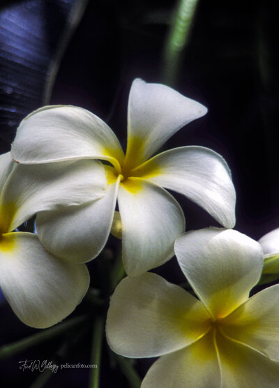 Portrait view of a white Plumeria flower in a tropical Hawaiian garden.