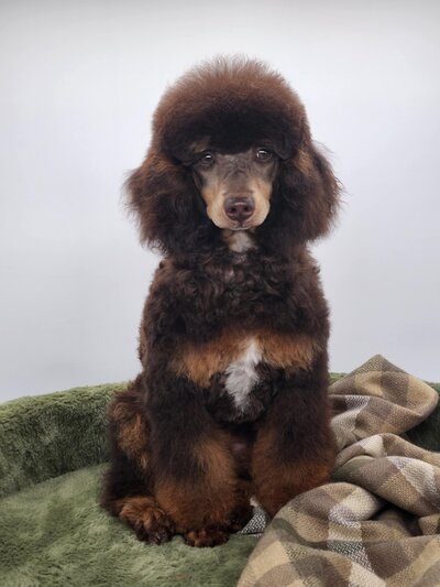 37d891b0-164e-460c-9c2b-e9f0509e87e5