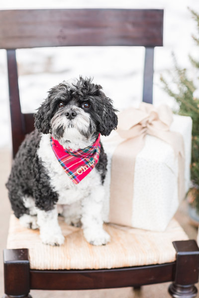 Cavapoo wearing a Christmas scarf