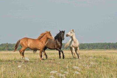 Two horses running freely through a sunlit pasture, embodying energy and freedom