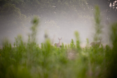 A young buck standing in the morning fog