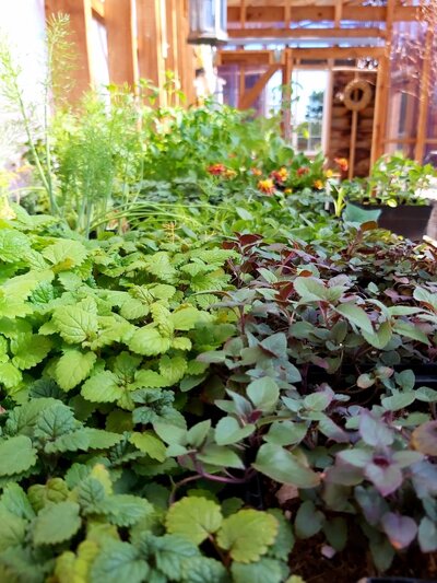 A newly planted garden bed with lush greenery, demonstrating the expertise and design services offered by Sleeping Dog Plants.