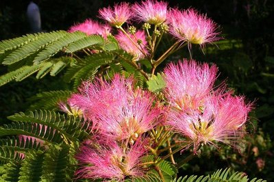 albizia-julibrissin-pos1-tropical-dream-20180809033741464