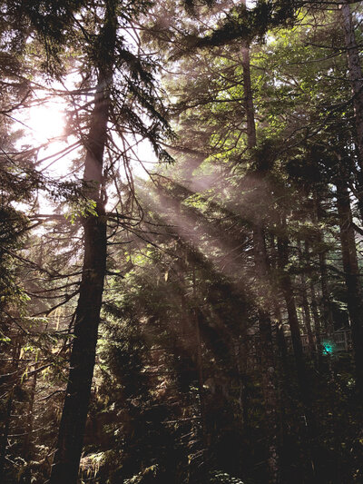 Sunlight streaming through tall trees in a dense forest representing nature based holistic counseling with BETC.