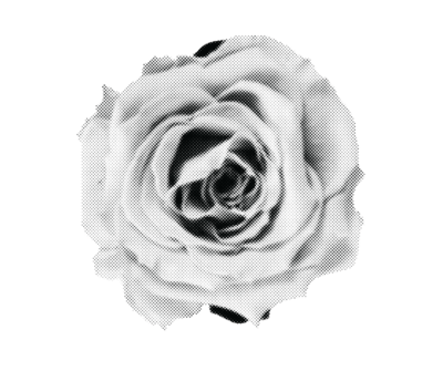 rose newspaper cut out graphic