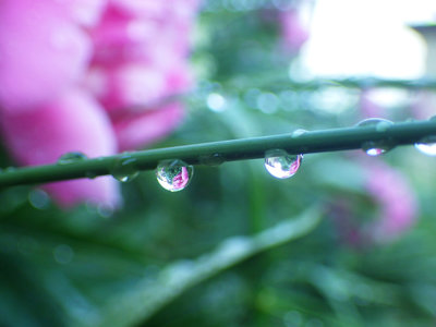 dewdrop peonies editWEB