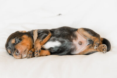 Puppies1-07