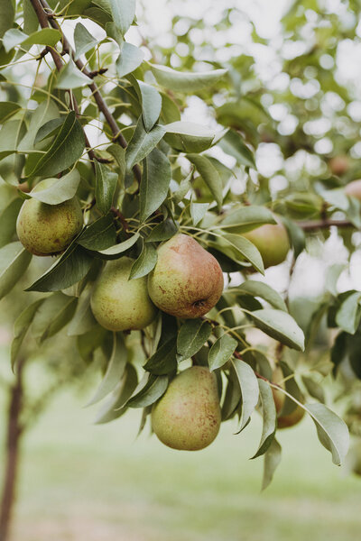 Elevae Visuals Home 4