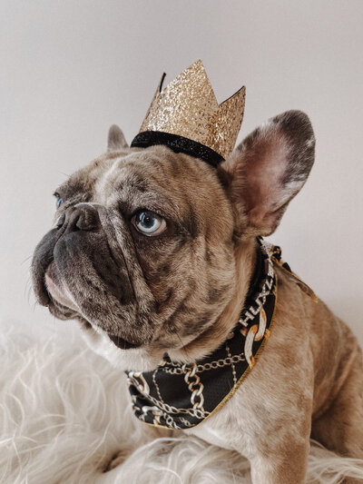 FrenchBulldog