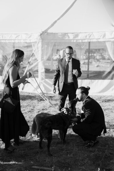 Pet wedding attendant cares for dogs during cocktail our at tented Colorado mountain wedding.