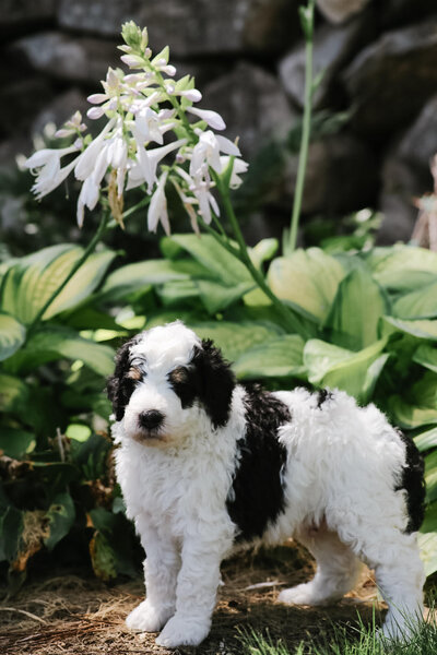 Bernedoodles for sale in texas. Parti bernedoodle 