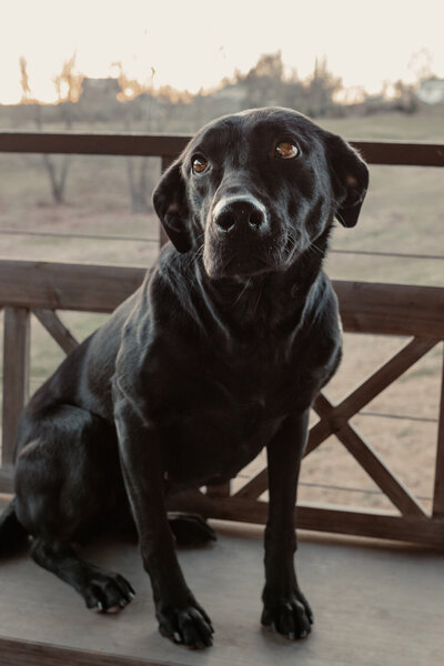 Picture of Stella