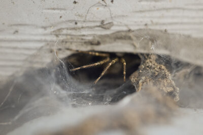 legs of a funnel weaver spider