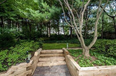 Overgrown backyard with dense trees, wooden retaining walls, and a shaded area covered in ivy, creating a dark and enclosed space.