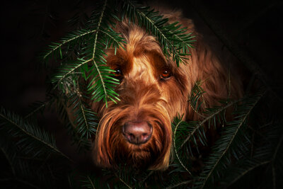 Hond in de duinen