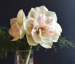 Amaryllis is a captivating addition to floral arrangements created for Carmel winter events.