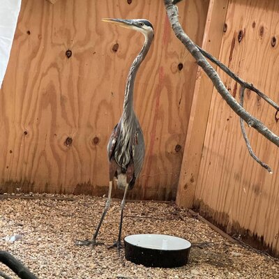 GBH