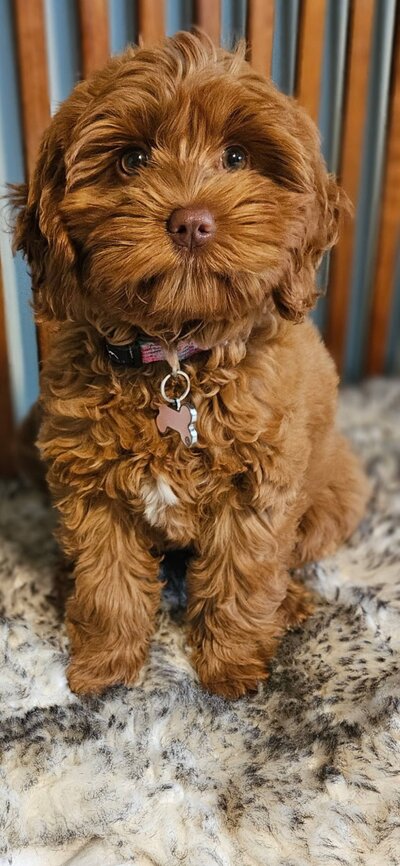 Apricot Australian Labradoodle Poppy