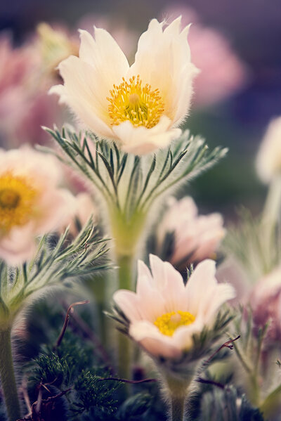 flower image by Liz Allen Photography