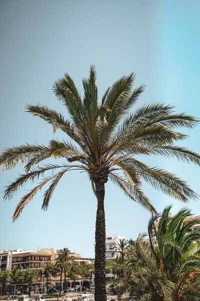liam-arning-EgldAwHlQjM-unsplash