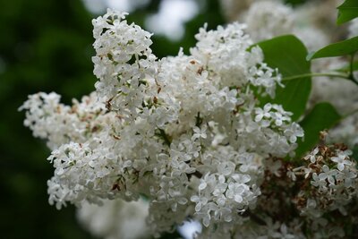 Fredrick Law Olmstead syringa vulgaris white heirloom lilac at North Country Lilacs nursery in Canton, New York