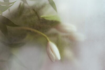 Botanical Imagery for Perennial Content