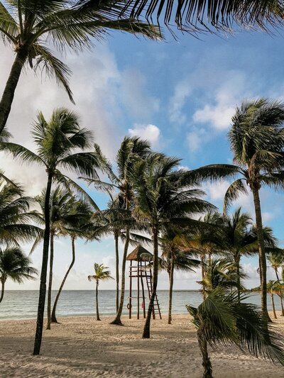 palm trees next to ocean
