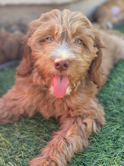 Goldendoodle puppy with white patch on nose